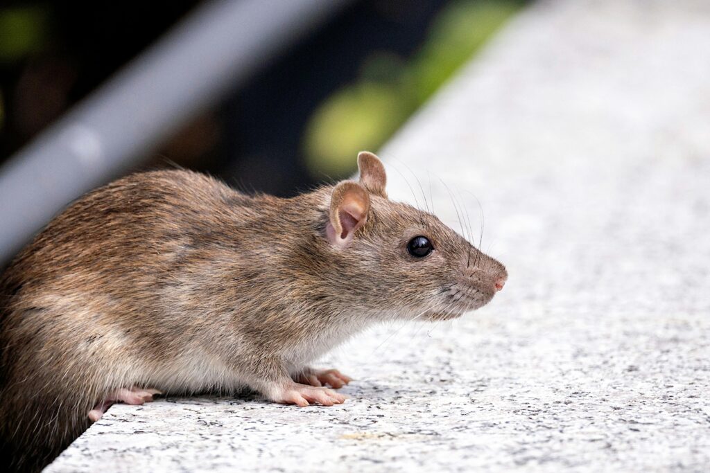 rats